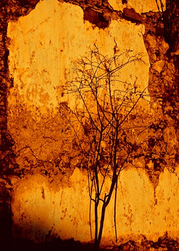 FLAMING TREE