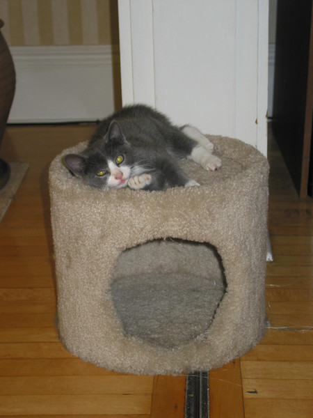 new kitty