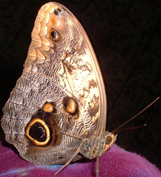 Butterflies Like Tye Dye
