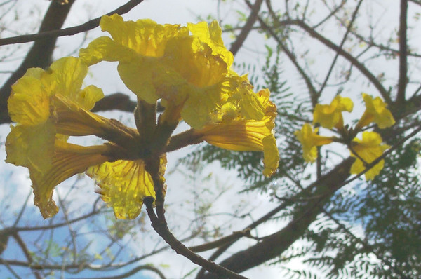 Summer's Gold