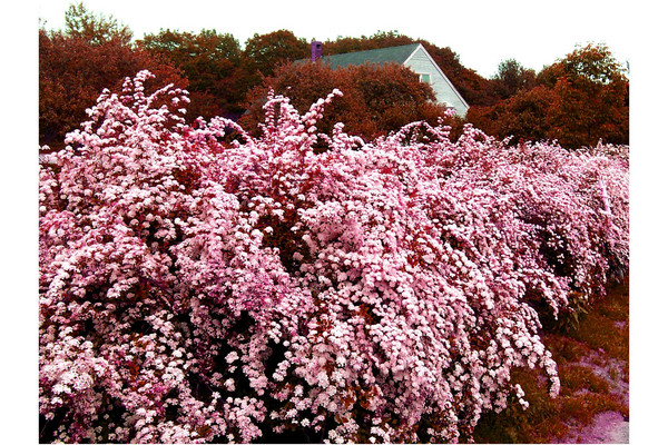 Blossoms