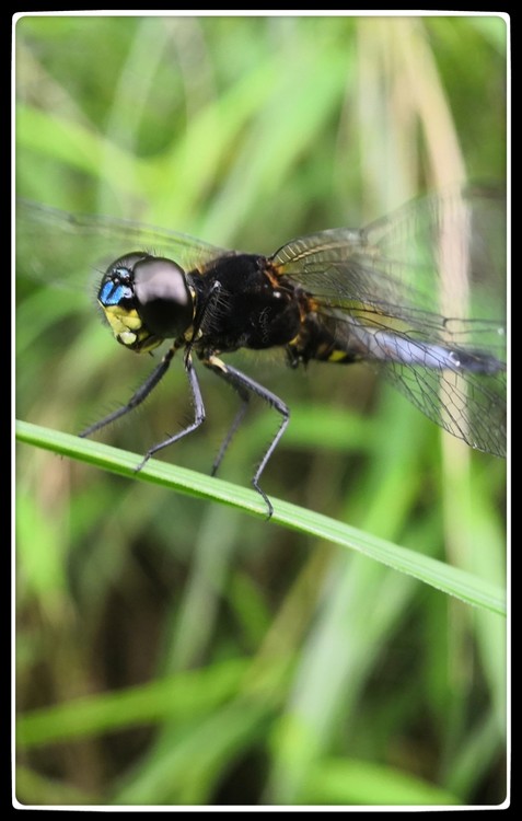 Portrait of A Dragonfly