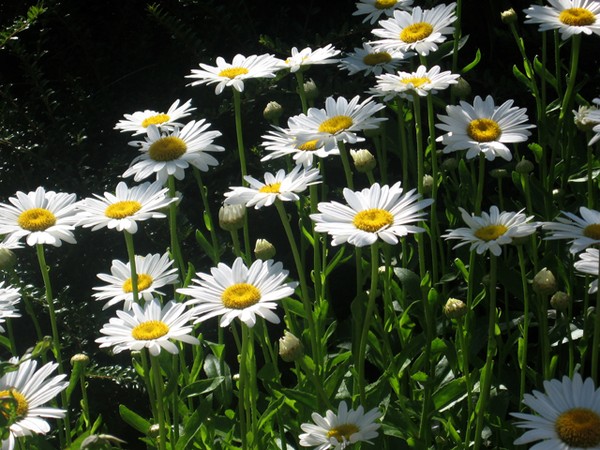 Daisy Patch