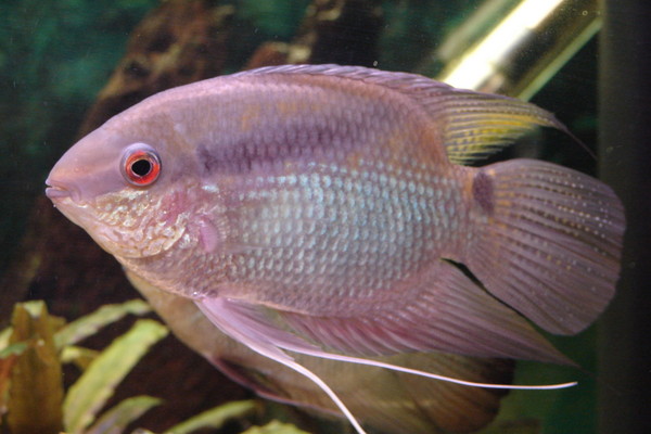Fish