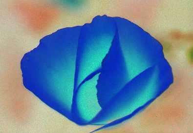 Poppy