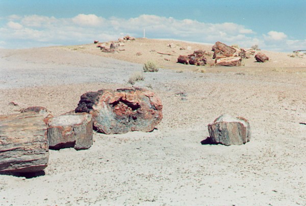 Petrified Forest