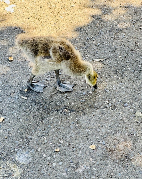 Gosling