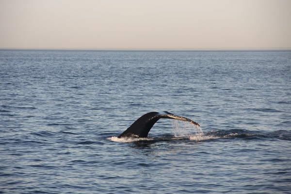 Barnacle tagalongs (humpback style)