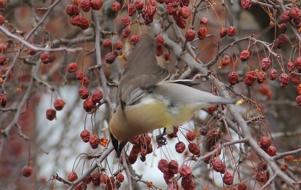 Cedar waxwing caught in mid-hop