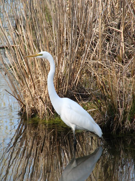 Great Egret hanging around in pond in Mystic, CT