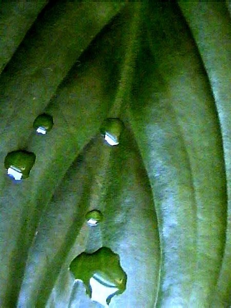 Green Leaf