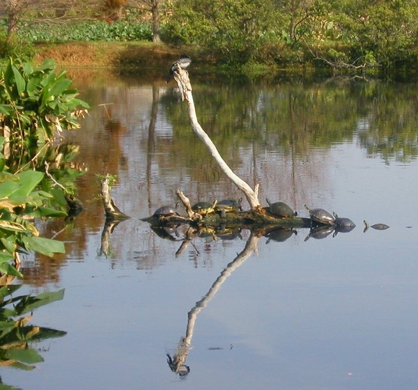 Turtle Trail