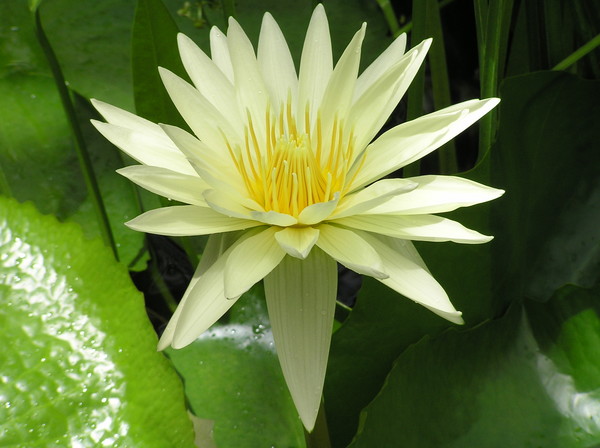 White water lily