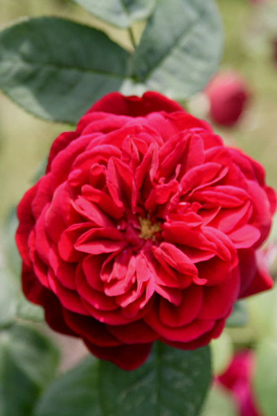 Red rose for a Button Hole