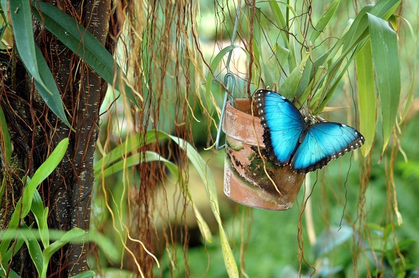 Blue Morpho Butterfly