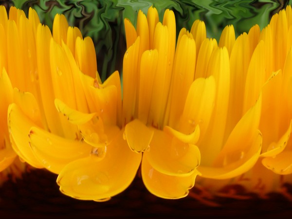 Orange Dreamscapes