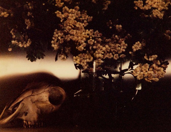 skull with mayflowers still life