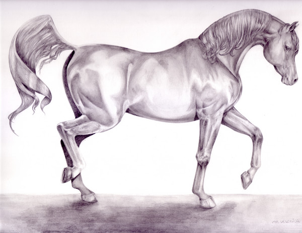 arabhorse3