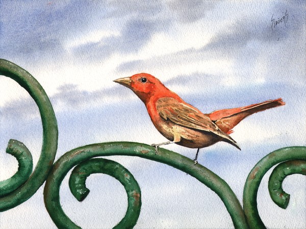 Summer Tanager