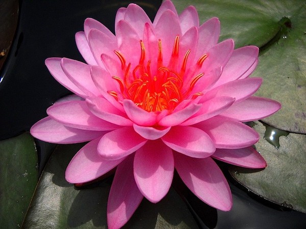 Firecrest waterlily
