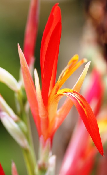 Caribbean Beauty