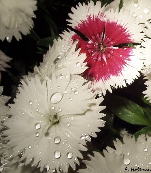 A Taste of White