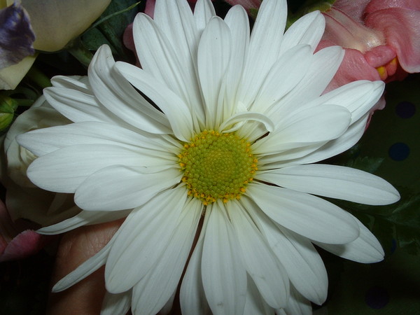 Pretty as a Daisy