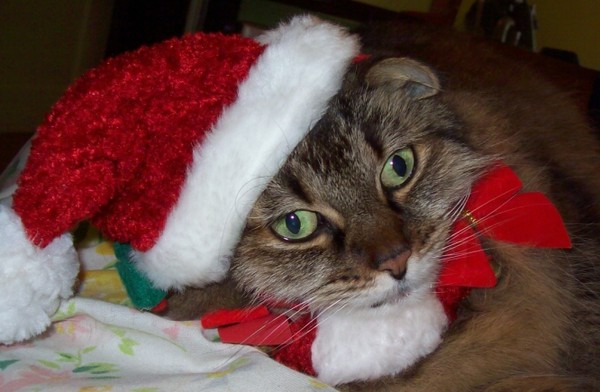 merry cat-mas