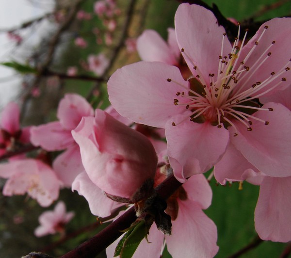 Fruit Bloom
