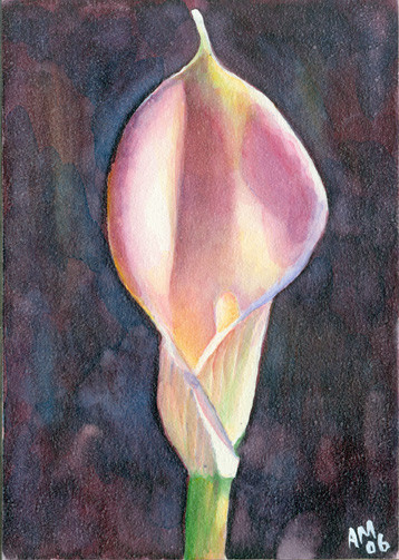 Calla Lily- Pink