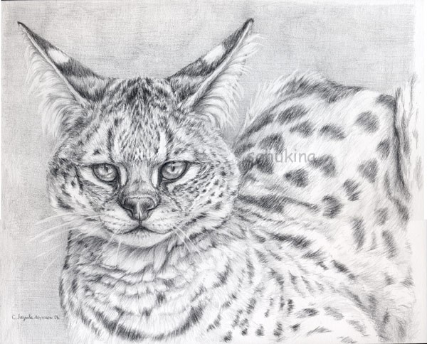 SERVAL