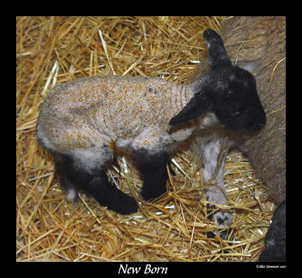 New Born