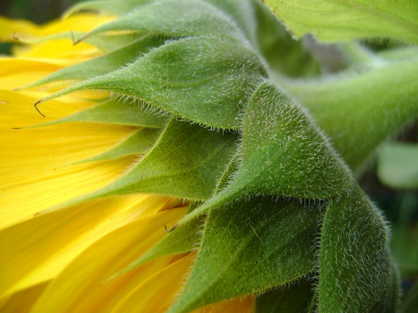 SUNFLOWER PETALS2