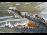 Crocodile