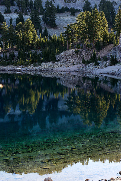Tree Reflection