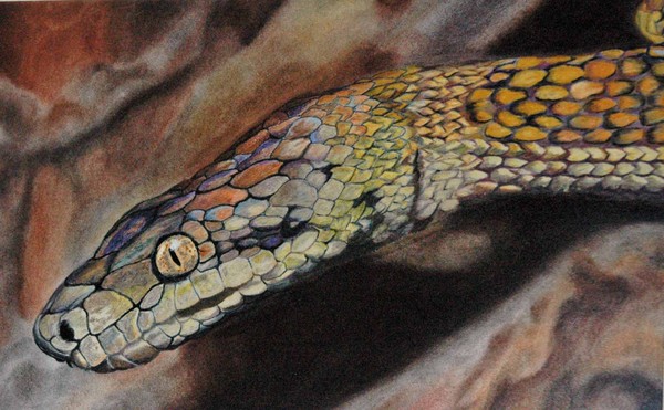 Python