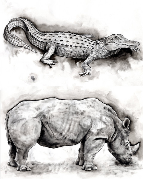 alligatorino