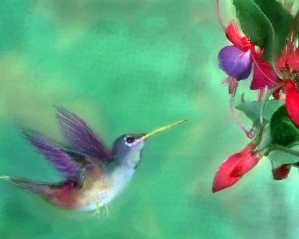 female rufus hummingbird