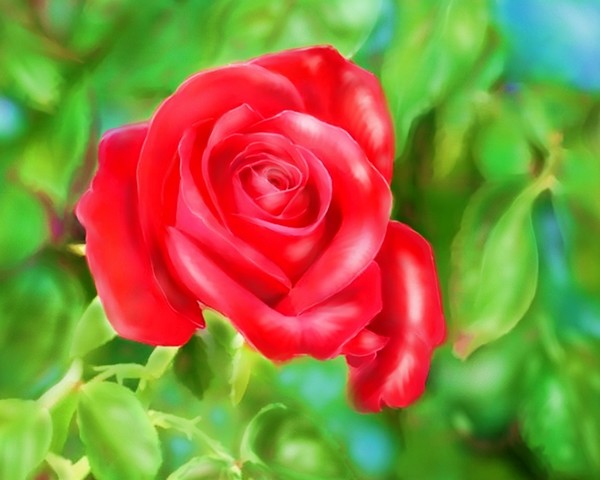 Summer Red Rose Day