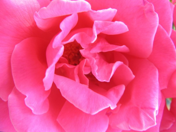 Elegant pink blossom rose closeup 