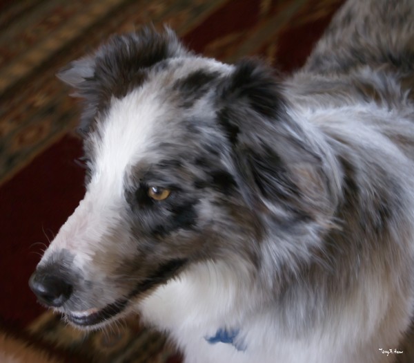 Sweet Bonnie