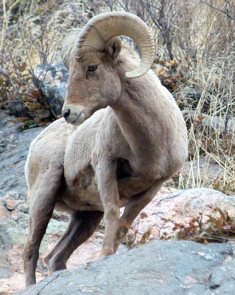 Bighorn Sheep Ram