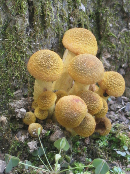 Yellow mushroom