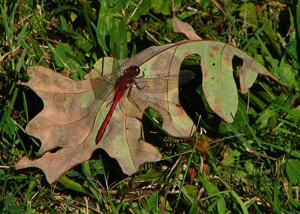 Half-banded Toper