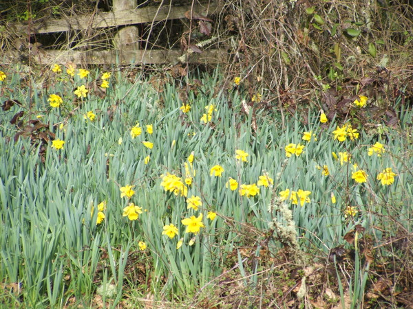 Think Spring
