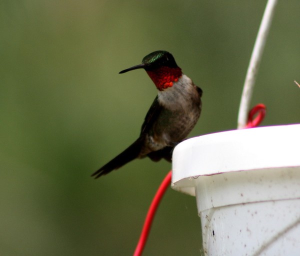 Male in flight
