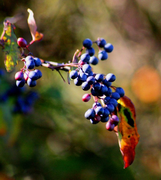 Fall Leafs w/Berries II