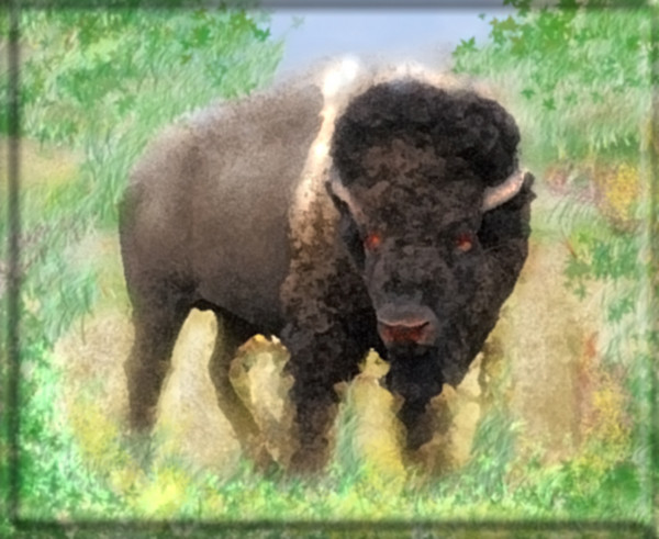 Old and Wise Buffalo in Winter