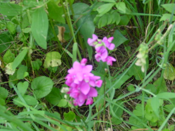 Beautiful flower