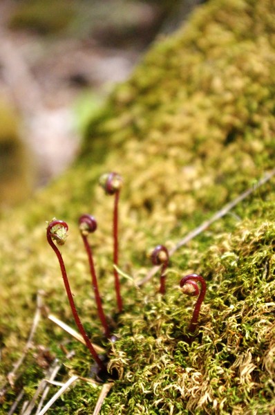 Micro Sprouts